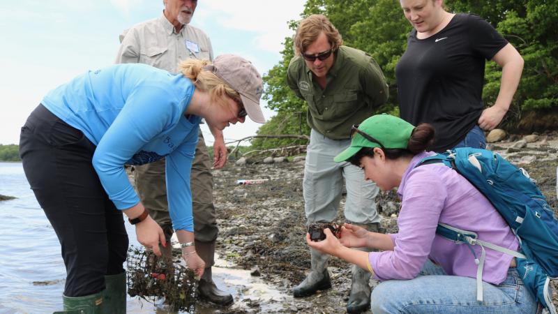 Volunteers inspect seaweed