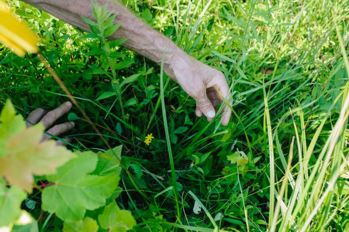 Rare Plants and hands
