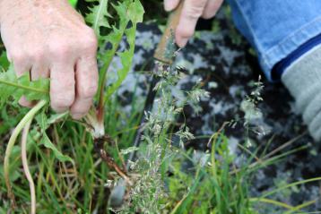 Pulling dandelion roots using a weeder tool