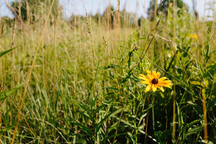 Yellow flowers in a field