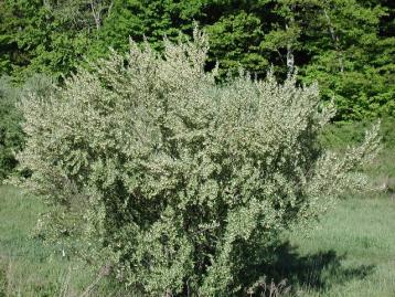 Autumn Olive shrub