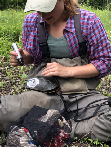 Marking turtles