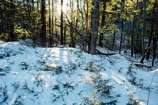 Light shining through hemlock trees.