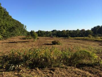 The field cleared of invasive shrubs with patches of native plants remaining.