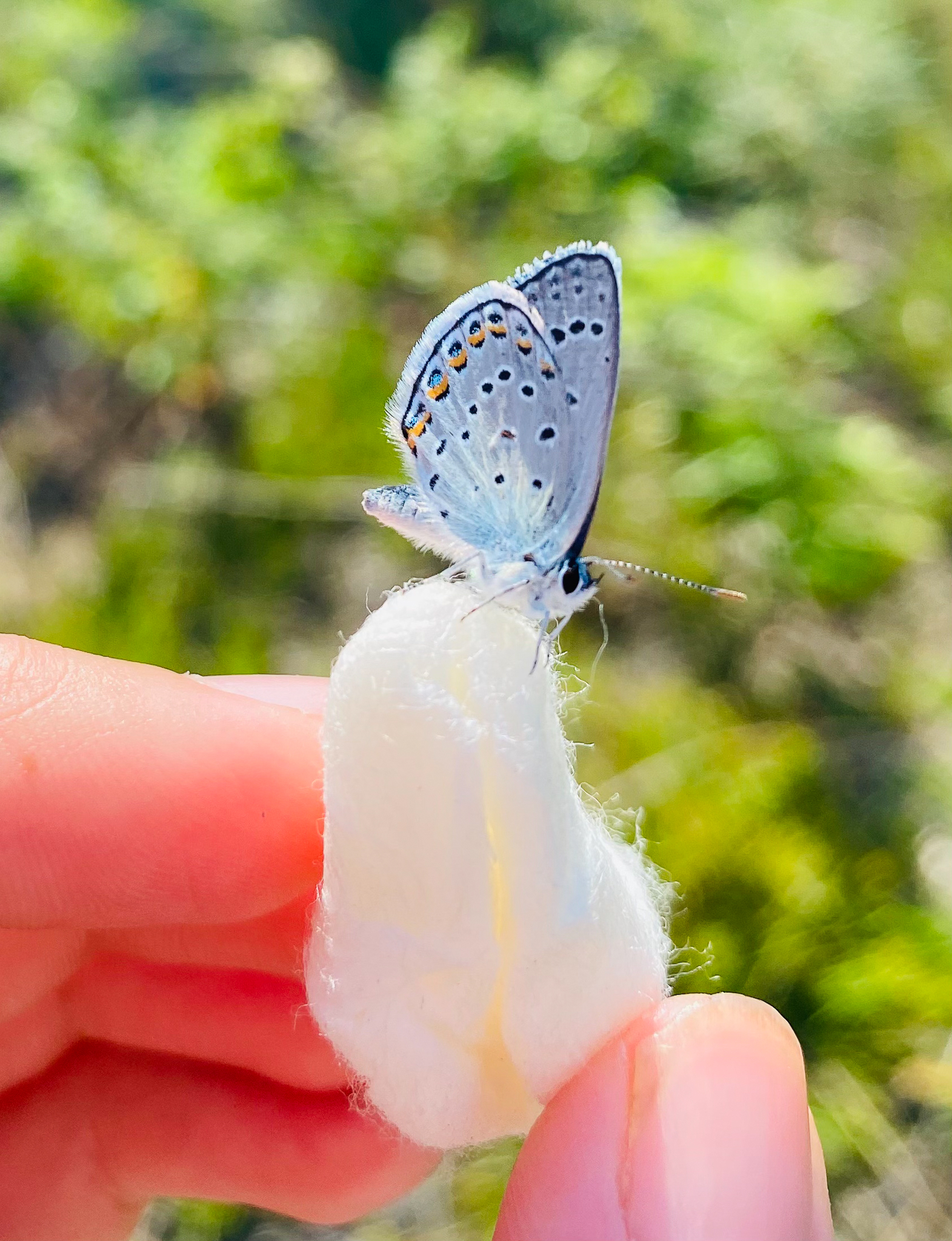 Karner Blue Butterfly