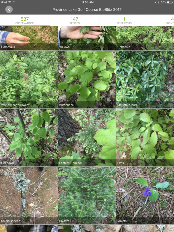 iNaturalist Screen Shot AWWA bioblitz