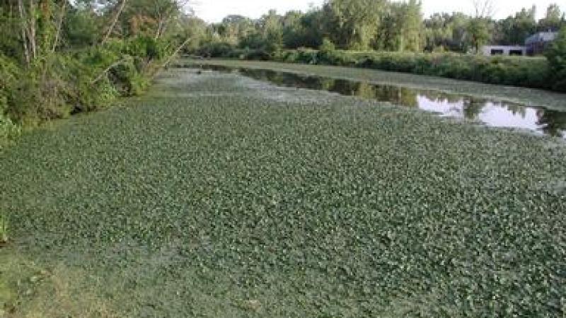Water chestnut infestation - stock from Bugwood.org