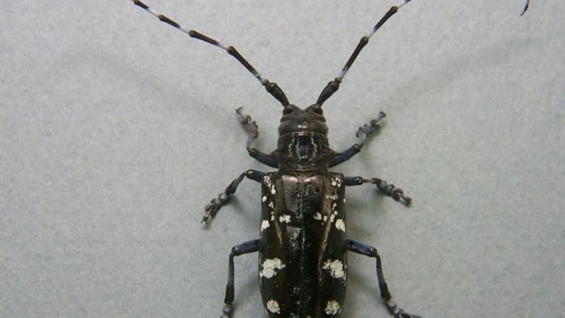 ALB Bugwood.com