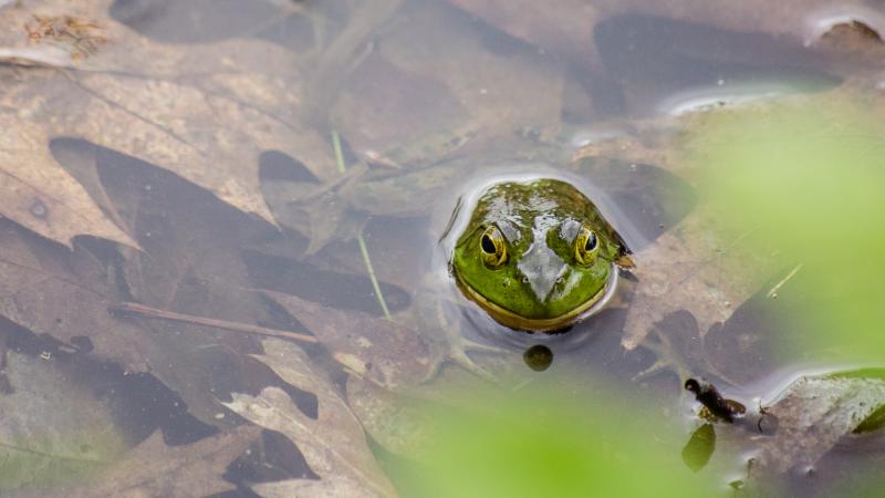 Green Frog in Pond by Kate Wilcox