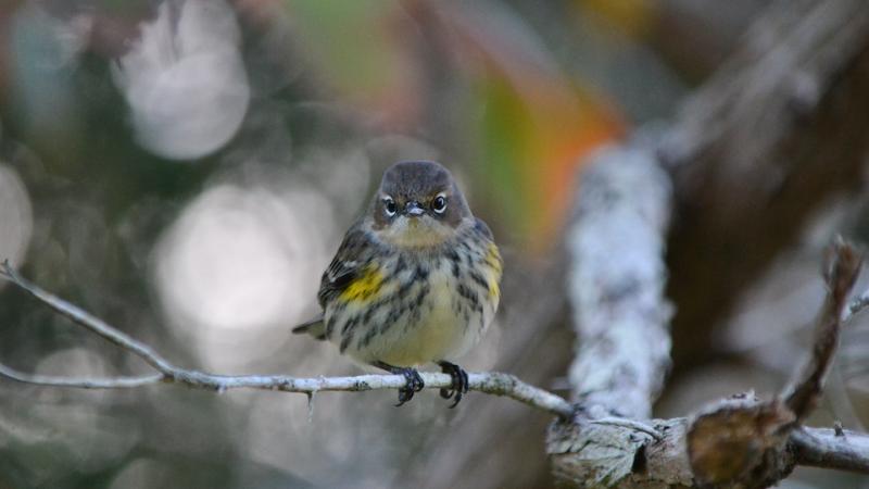 Bird