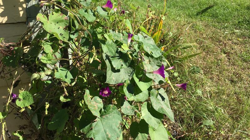Plant with purple flowers