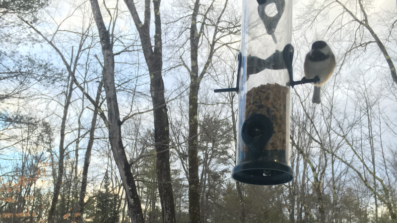 Bird at Feeder