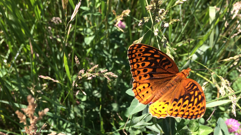 Butterfly