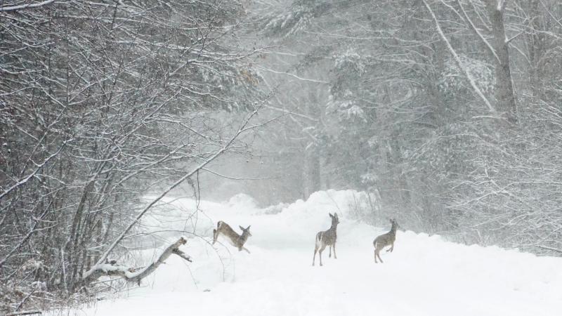 Deer in Winter