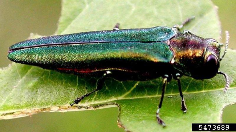 Emerald Ash Borer