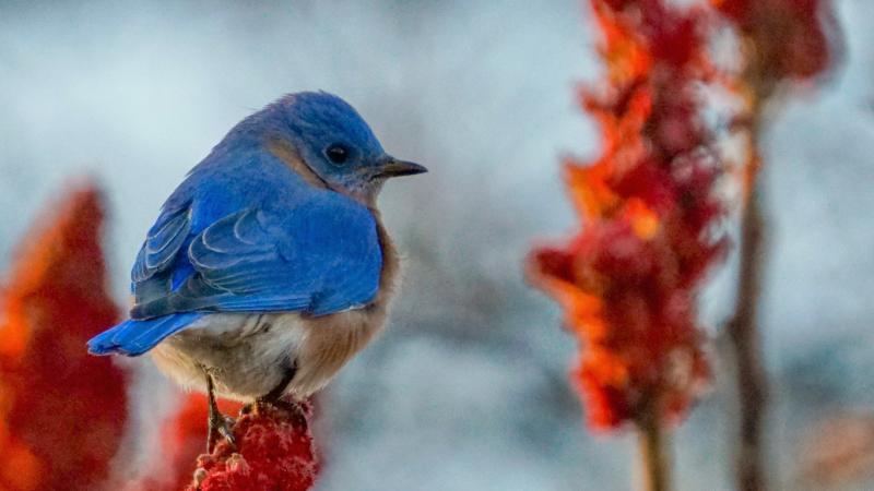 Eastern Bluebird