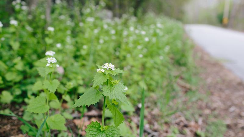 Garlic Mustard