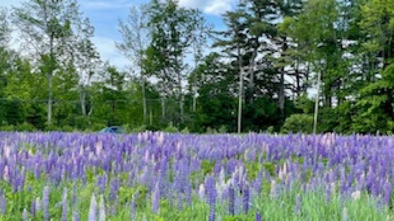 flowering field