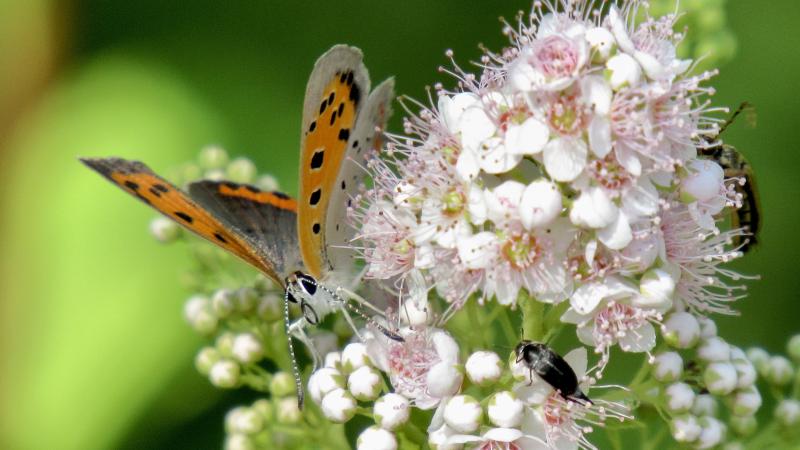 pollinator on flower