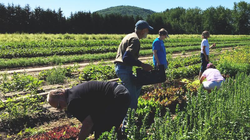 Volunteers Picking Vegetables