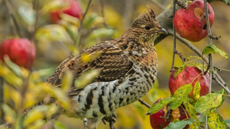 Ruffed Grouse