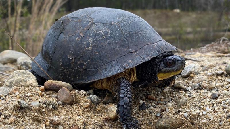 turtle