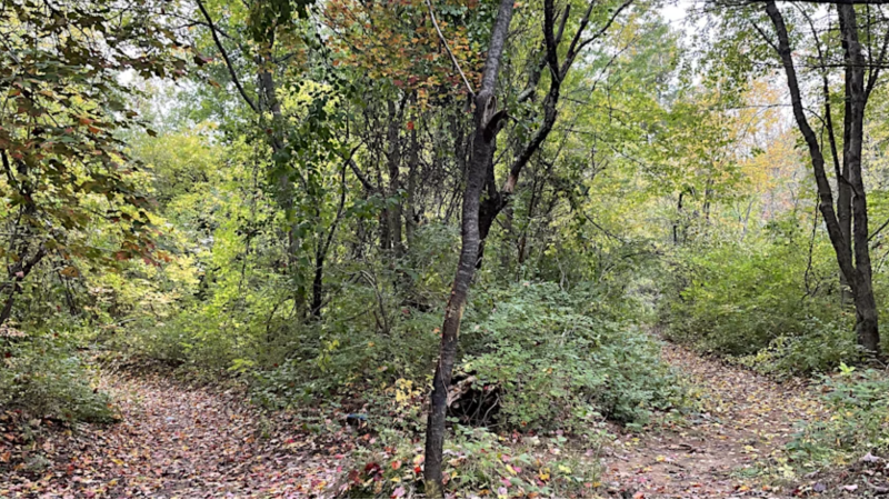 View of green forest
