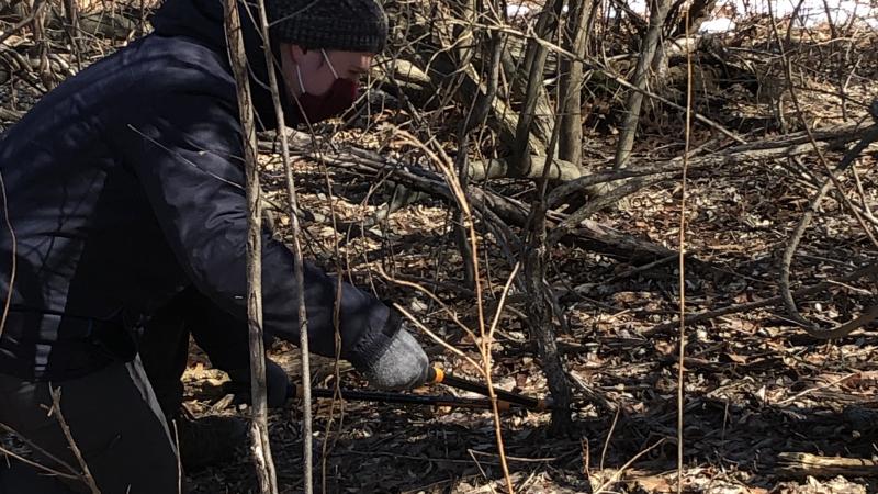 Volunteer removing Invasive plants
