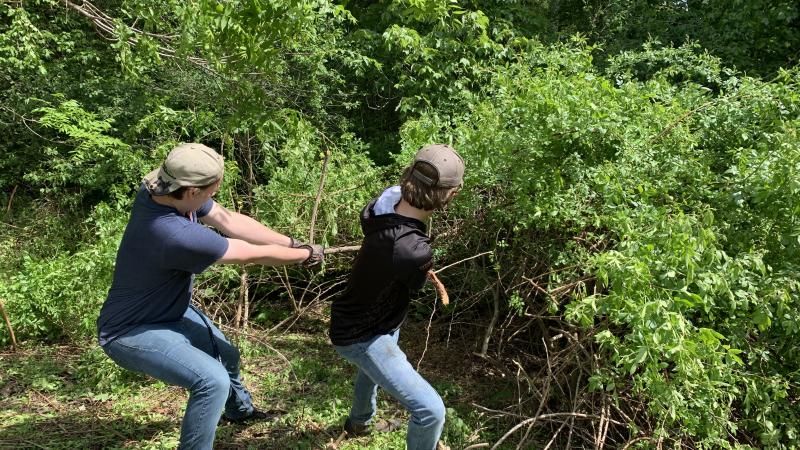 volunteers pulling invasives