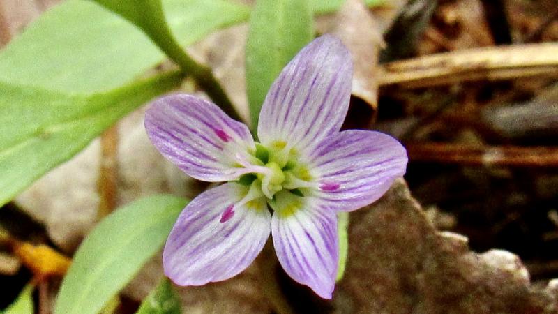 spring ephemeral flower