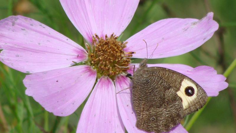 pollinator