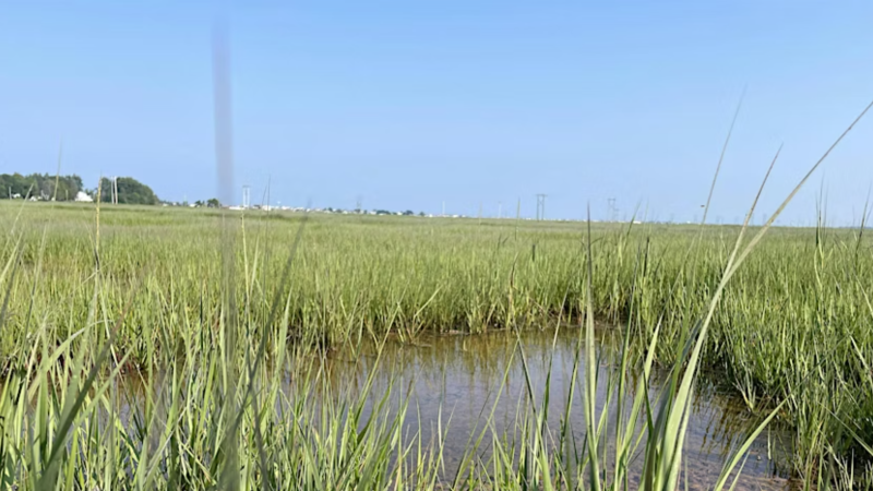 Hampton salt marsh in summer