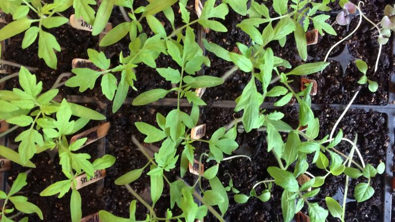 Garden plants