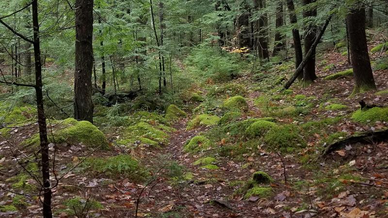 Trail