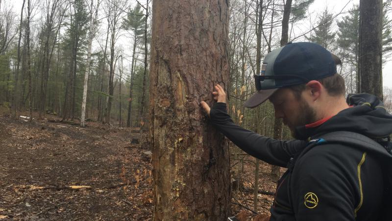 volunteer leaning on tree in woods
