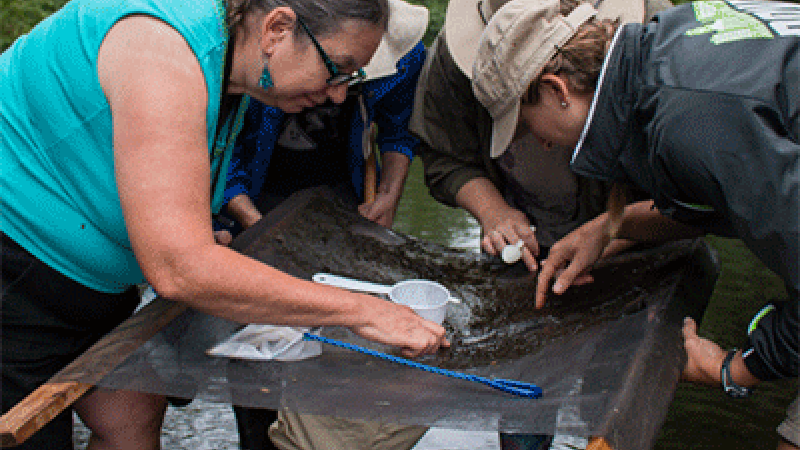 volunteers standing in a stream looking at a net of macroinvertebrates