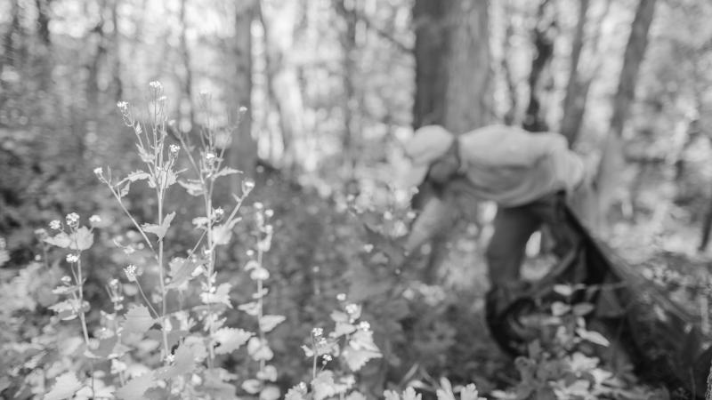 garlic mustard plant