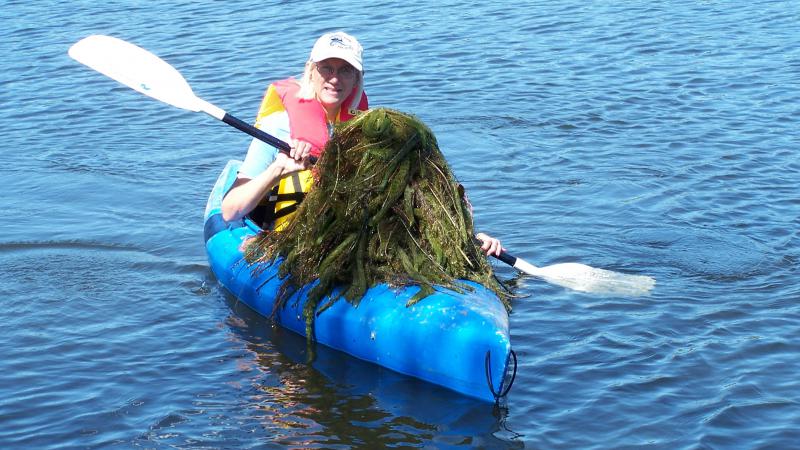 Volunteer Removing Aquatic Invasive
