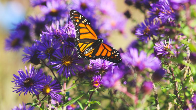 Monarch Butterfly on Asters