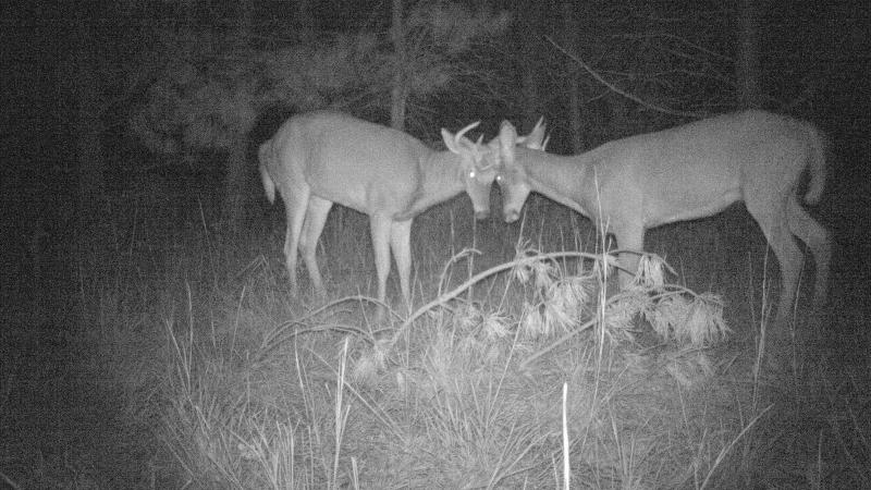 Game Camera Bucks Mass Audubon