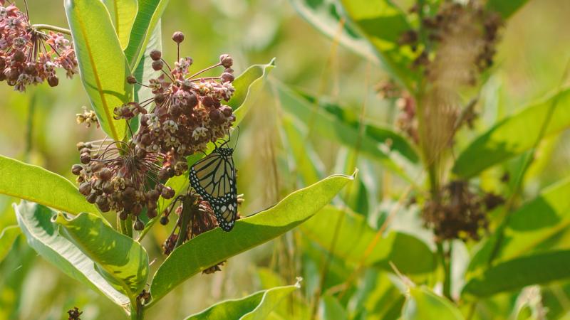 Ready to share your passion? Volunteer for nature...