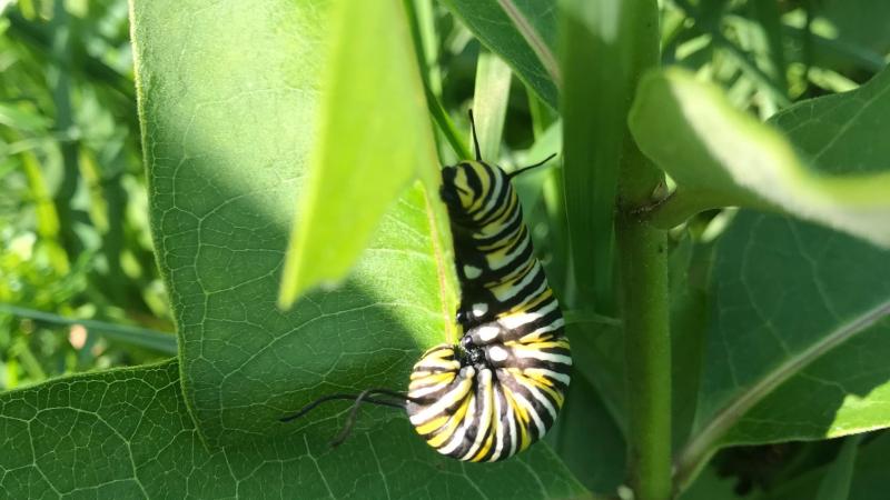 monarch caterpillar