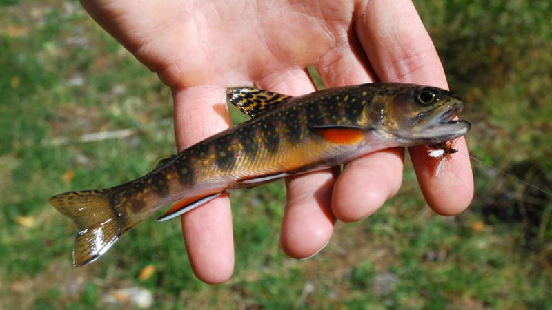 Zach Matthews photo of brook trout from Wiki Commons