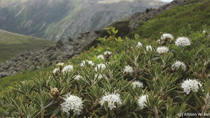 Wildflowers