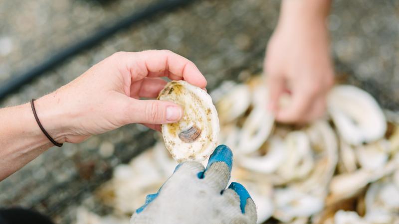 Oyster Restoration CRV
