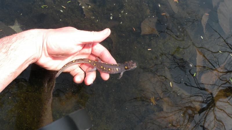 Spotted Salamander