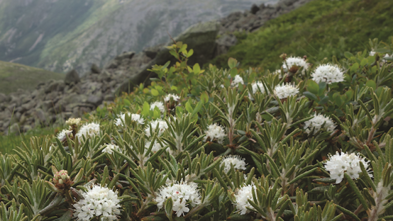 Native alpine flowers White Mountains