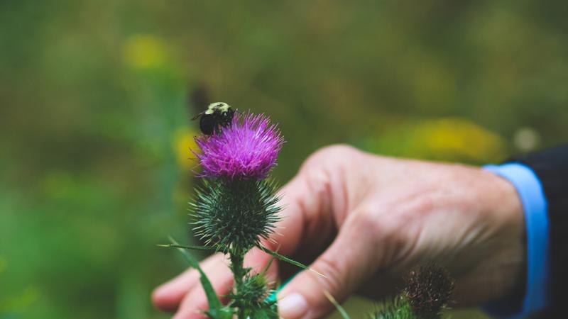 Pollinator