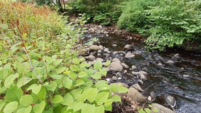 Keene NH - Japanese knotwood