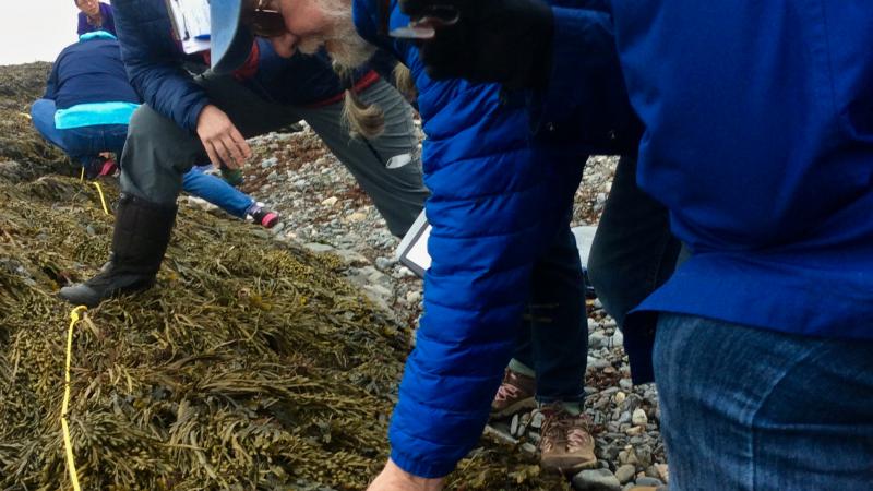 Volunteers inspecting rockweed